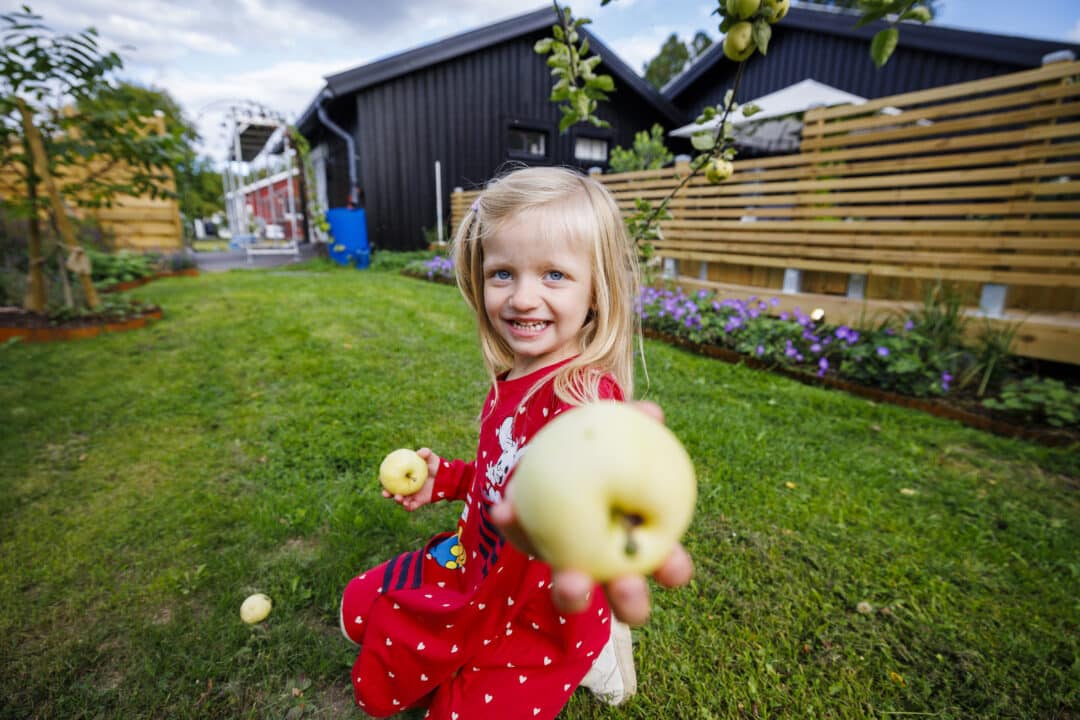 Flicka håller fram äpple i trädgård.