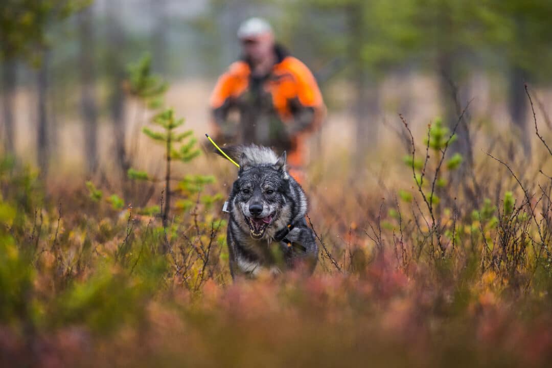 Hunting: an experience close to nature